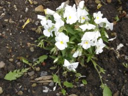 fleur_variee_20211127_1064852615